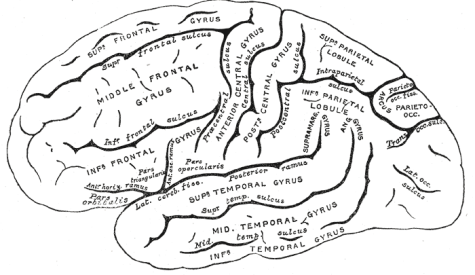 Brain image–Pars triangularis